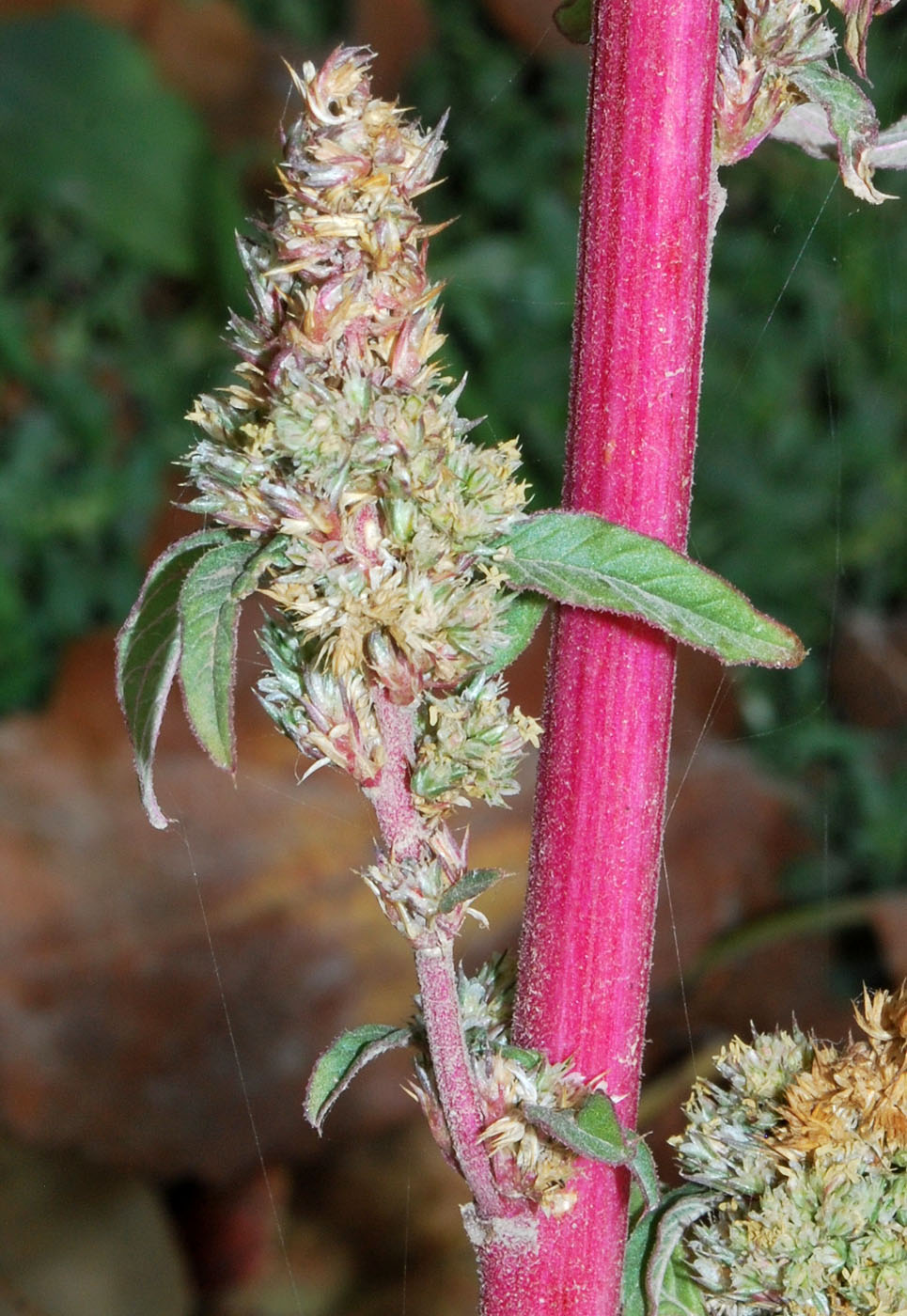 Image of Amaranthus retroflexus specimen.