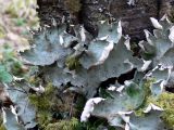 Peltigera aphthosa. Слоевища с цефалодиями на лиственнице. Свердловская обл., окр. г. Североуральск, лиственнично-сосновый зеленомошный лес. 28.04.2007.