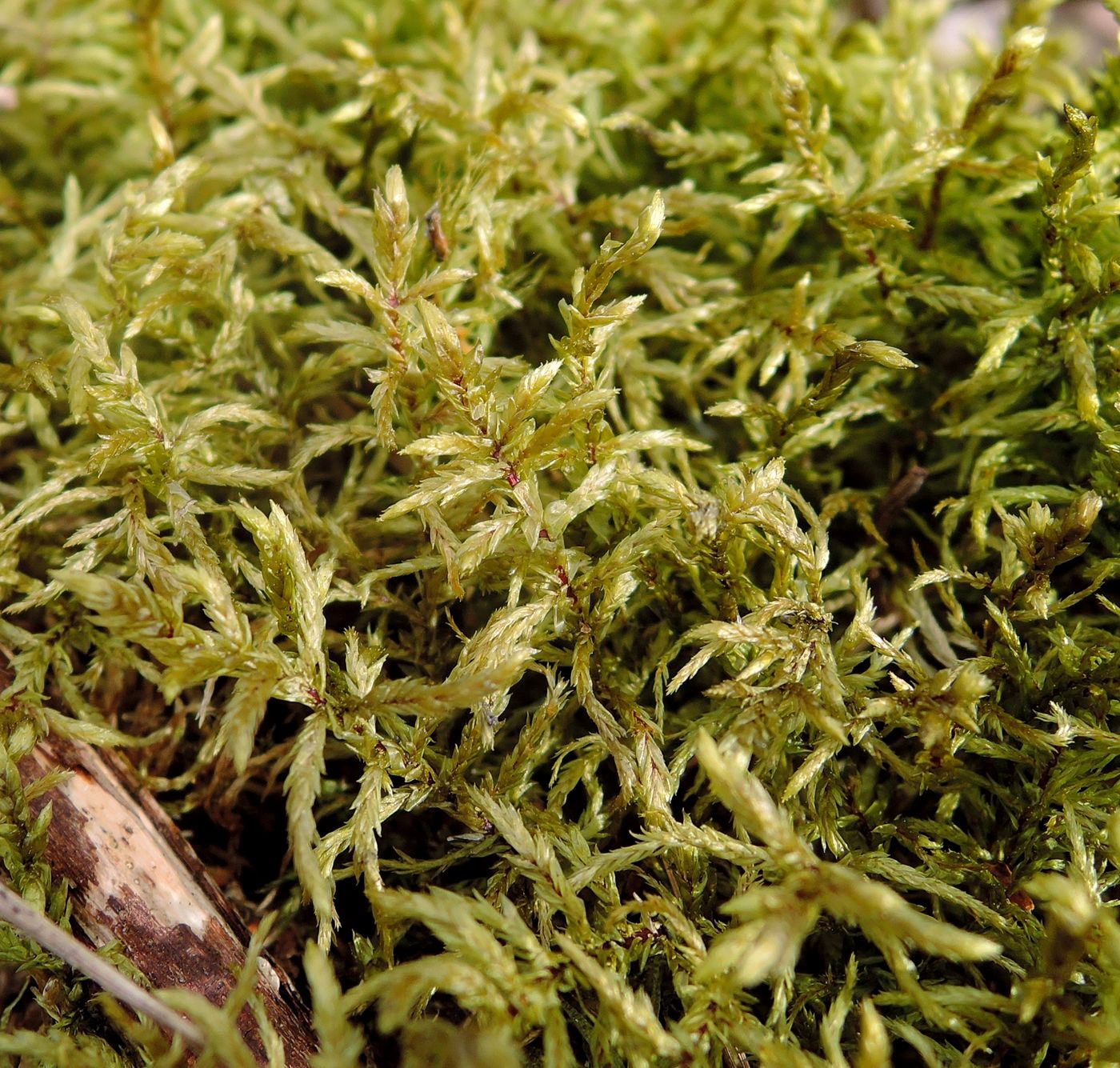 Image of Pleurozium schreberi specimen.