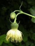 Cirsium erisithales