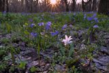 Scilla siberica