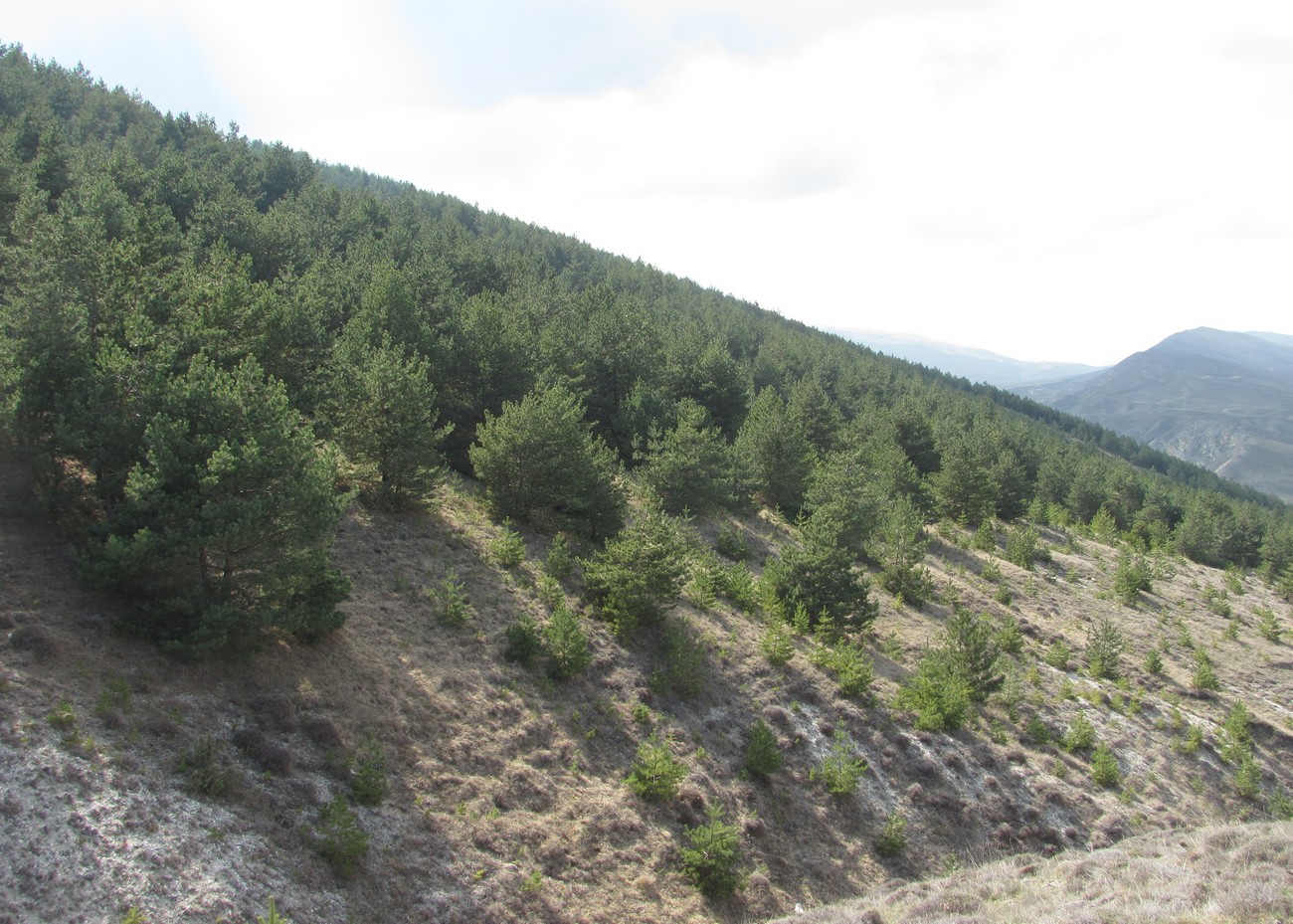 Image of Pinus sylvestris ssp. hamata specimen.