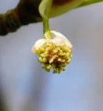 Liquidambar styraciflua