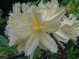 genus Rhododendron. Цветки. Тверская обл., г. Тверь, Заволжский р-н, ботанический сад ТвГУ, в культуре. 1 июня 2019 г.