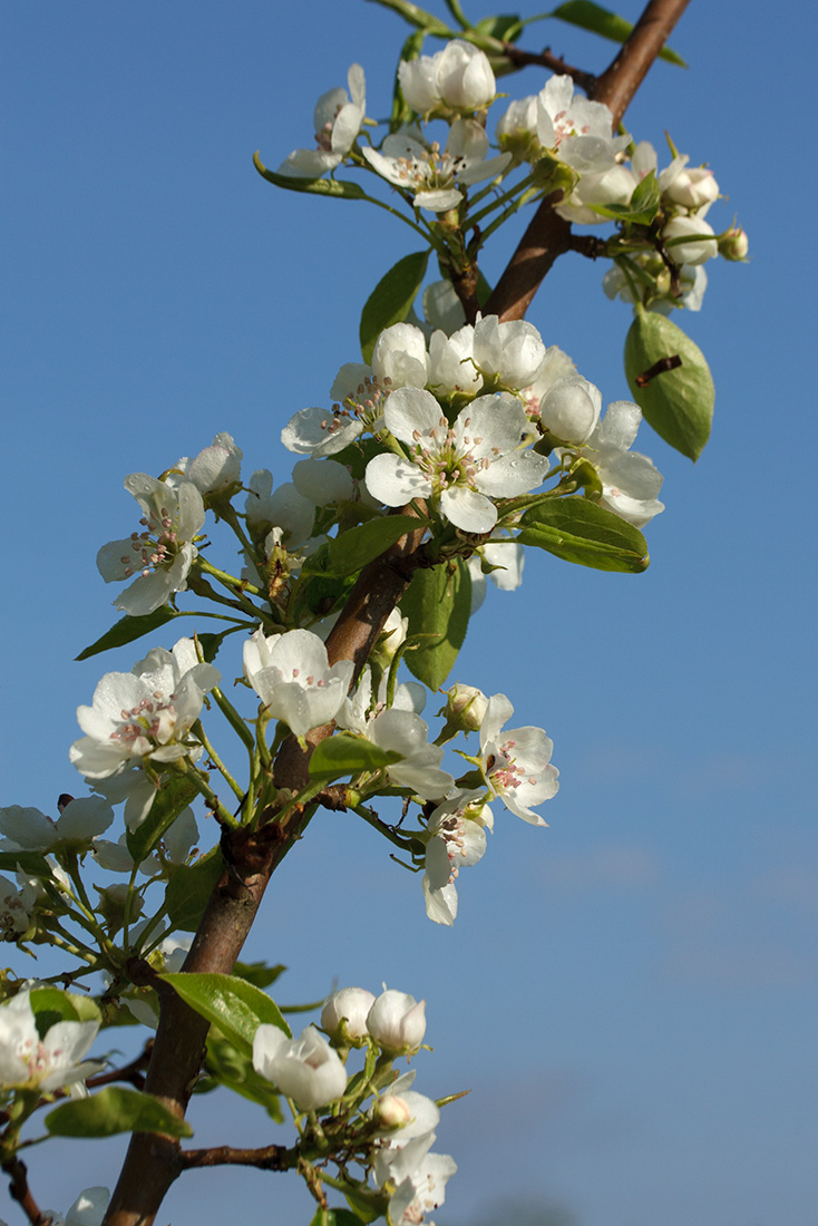 Image of Pyrus communis specimen.