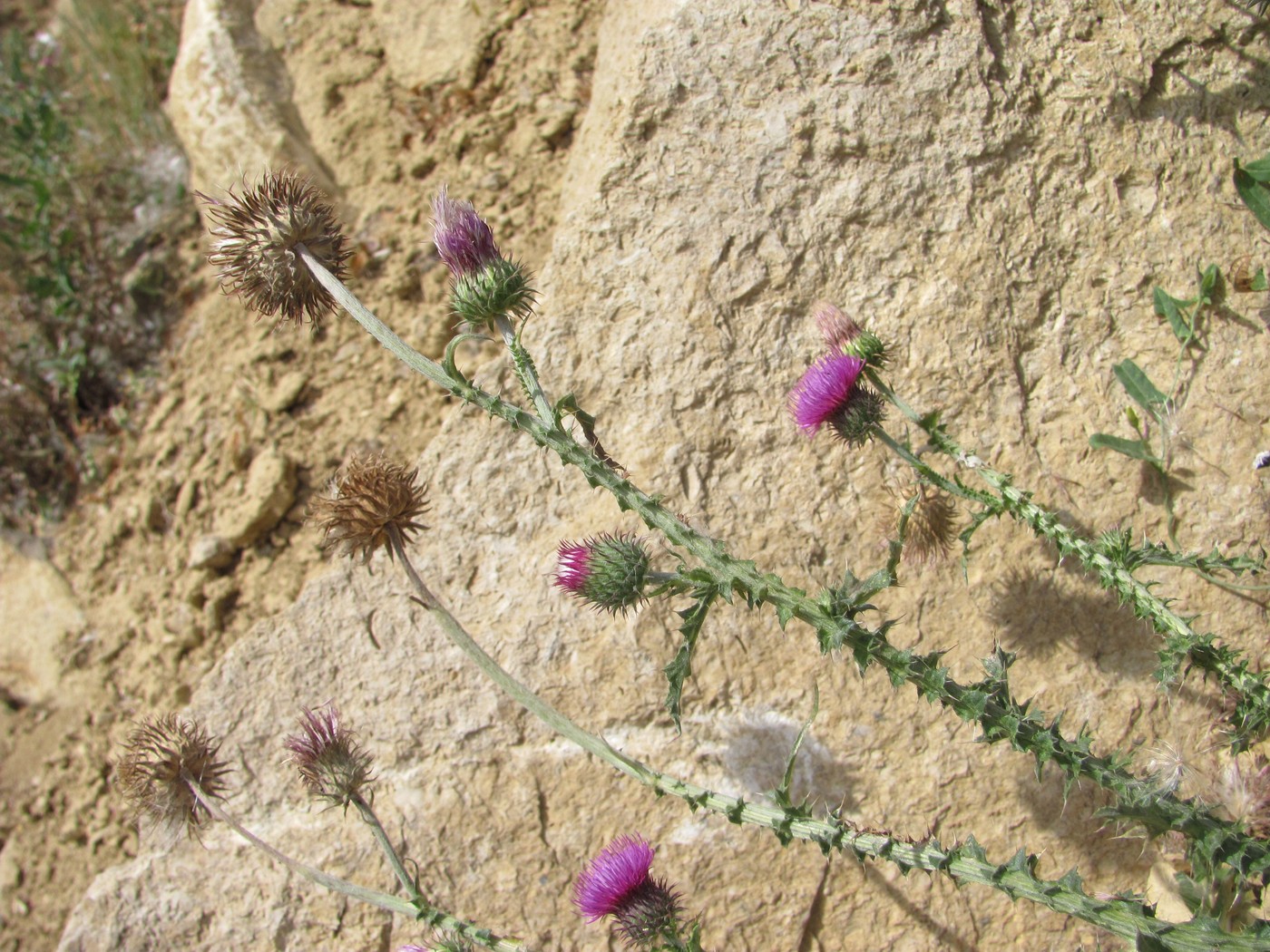 Image of genus Carduus specimen.