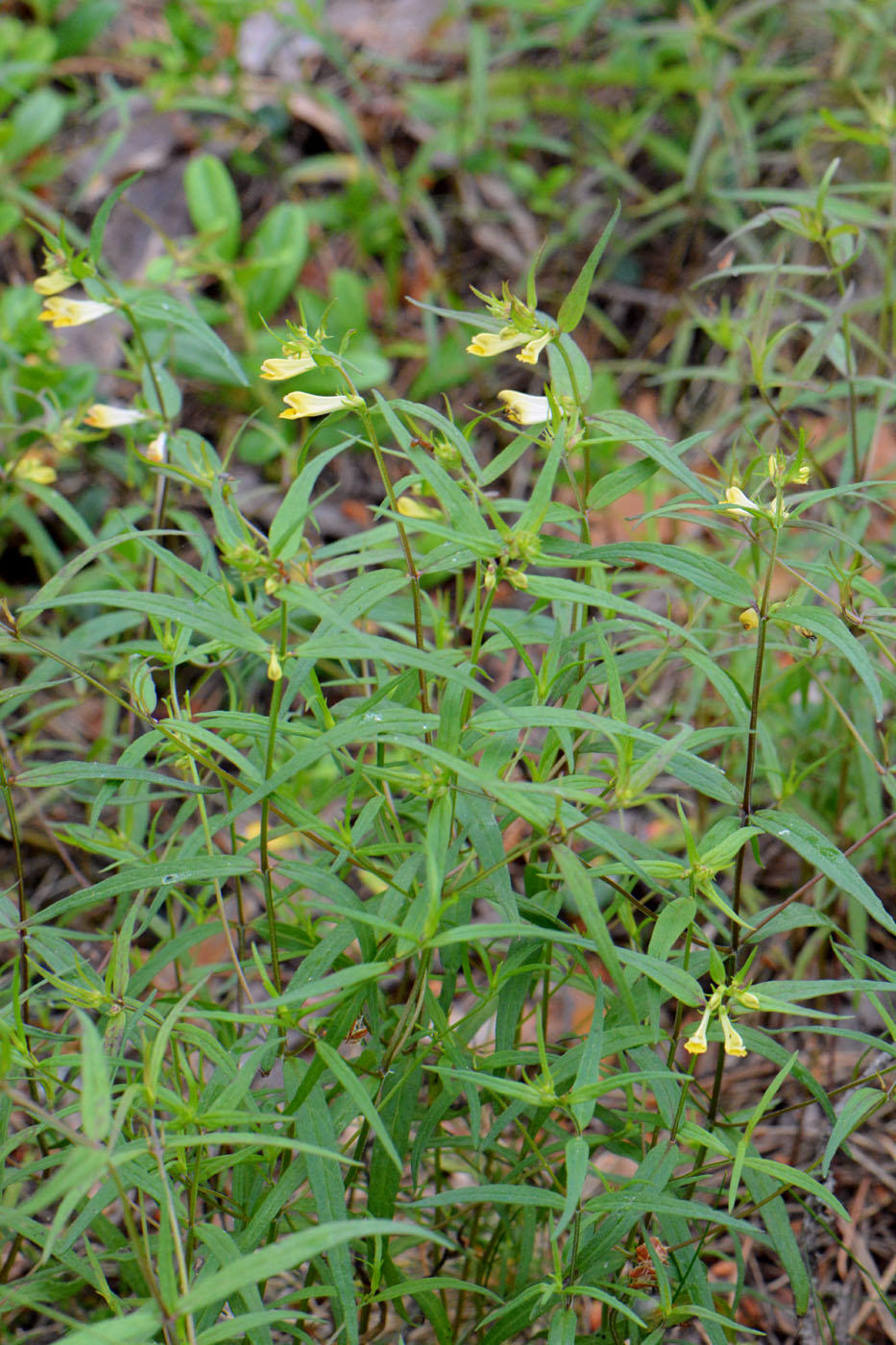 Image of Melampyrum pratense specimen.