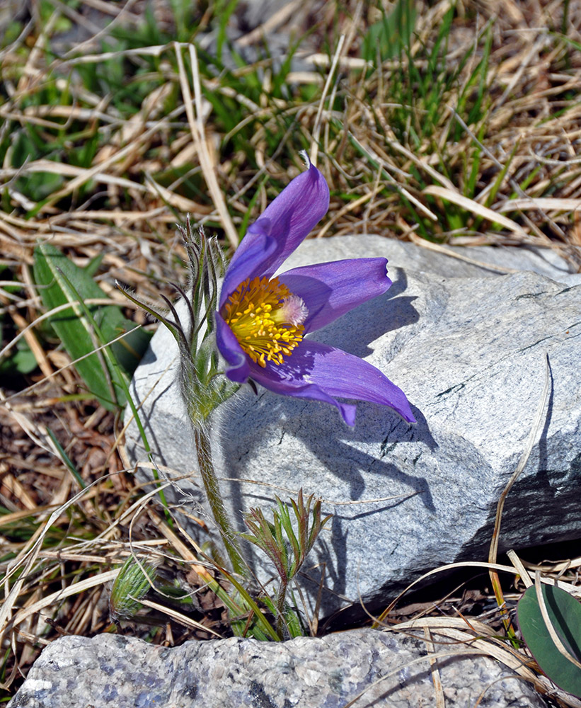 Image of Pulsatilla multifida specimen.