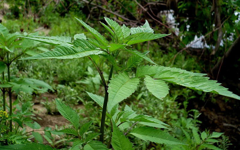 Image of Bidens frondosa specimen.