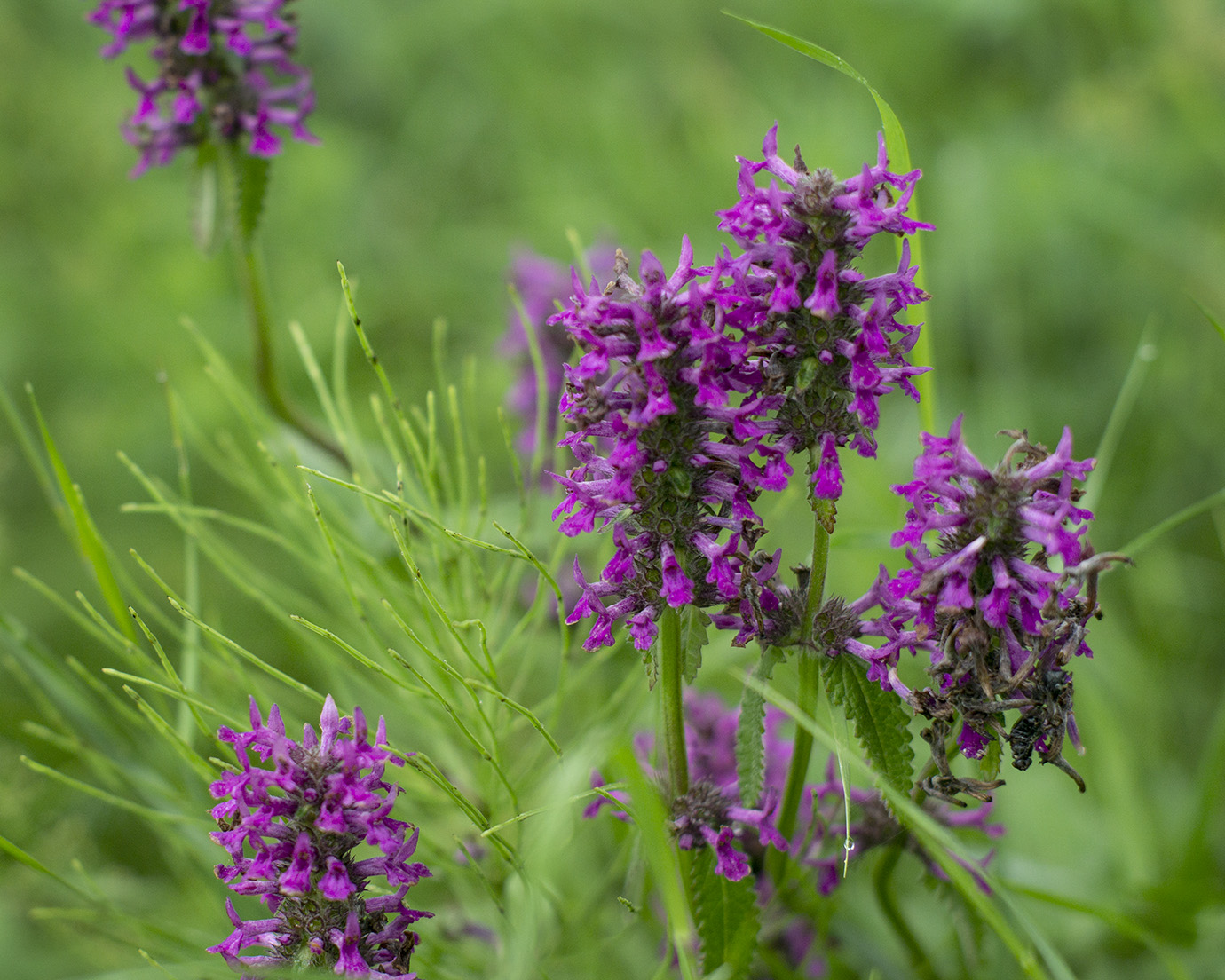 Изображение особи Betonica officinalis.