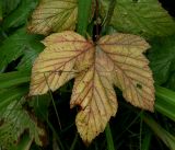 Filipendula ulmaria