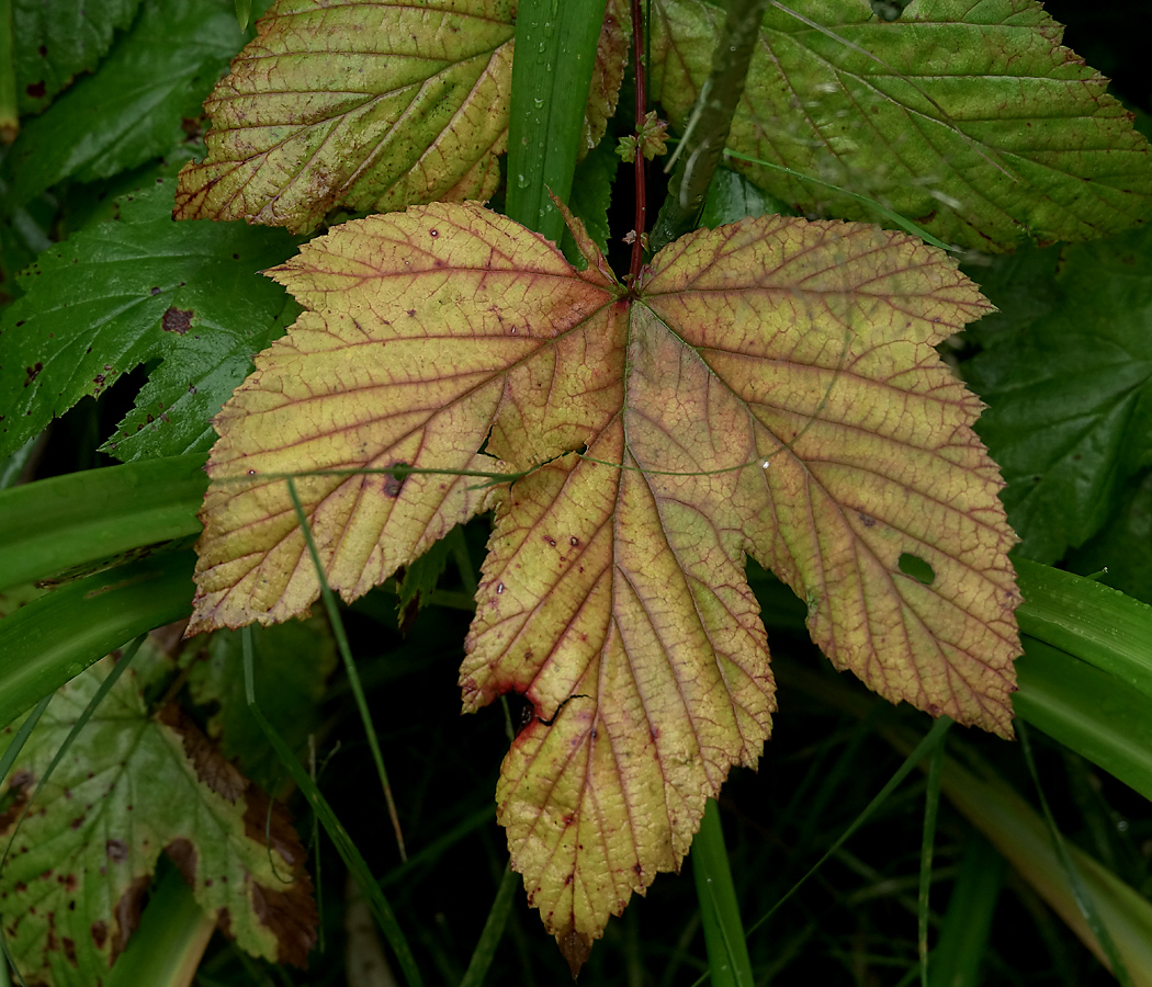 Image of Filipendula ulmaria specimen.