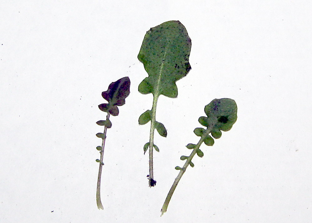 Image of Arabidopsis arenosa specimen.
