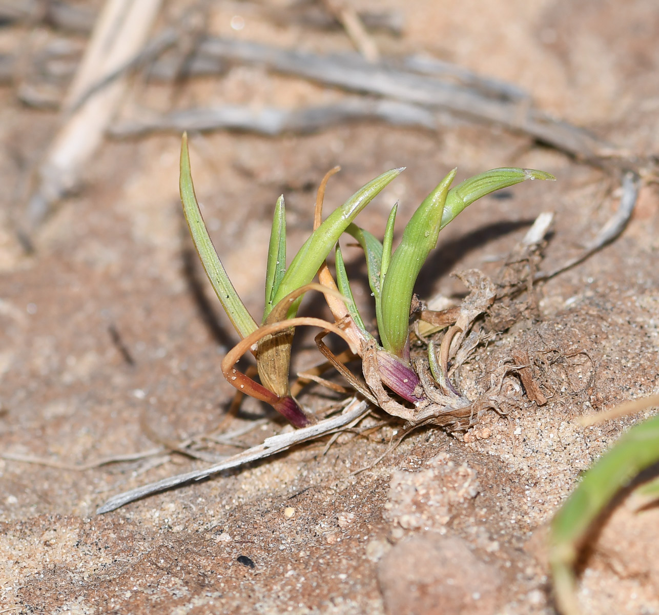 Изображение особи Parapholis marginata.