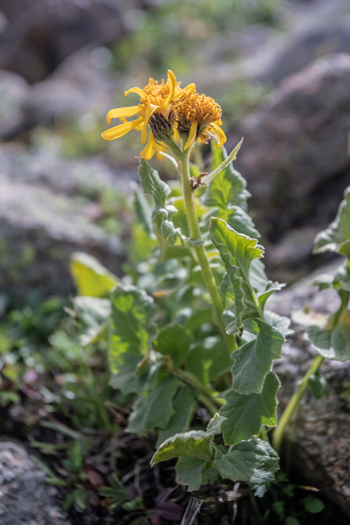 Image of Senecio taraxacifolius specimen.