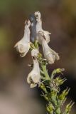 Aconitum orientale. Верхушка соцветия. Кабардино-Балкария, Эльбрусский р-н, долина р. Сылтрансу, ≈ 2200 м н.у.м., субальпийский луг. 05.08.2019.