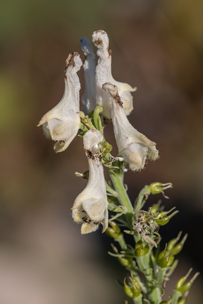 Изображение особи Aconitum orientale.