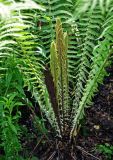 Matteuccia struthiopteris
