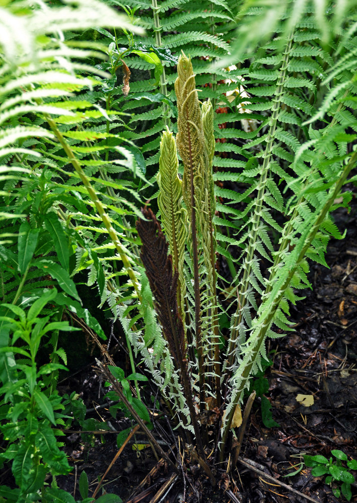 Image of Matteuccia struthiopteris specimen.