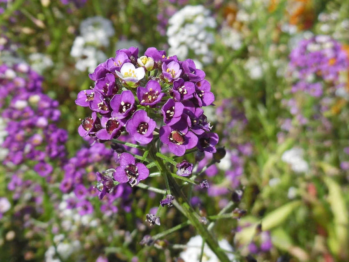 Image of Lobularia maritima specimen.