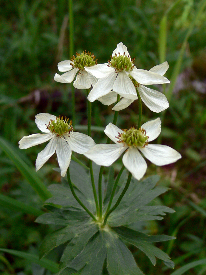 Изображение особи Anemonastrum biarmiense.