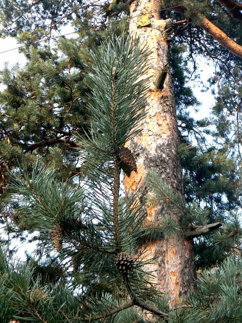 Image of Pinus sylvestris specimen.