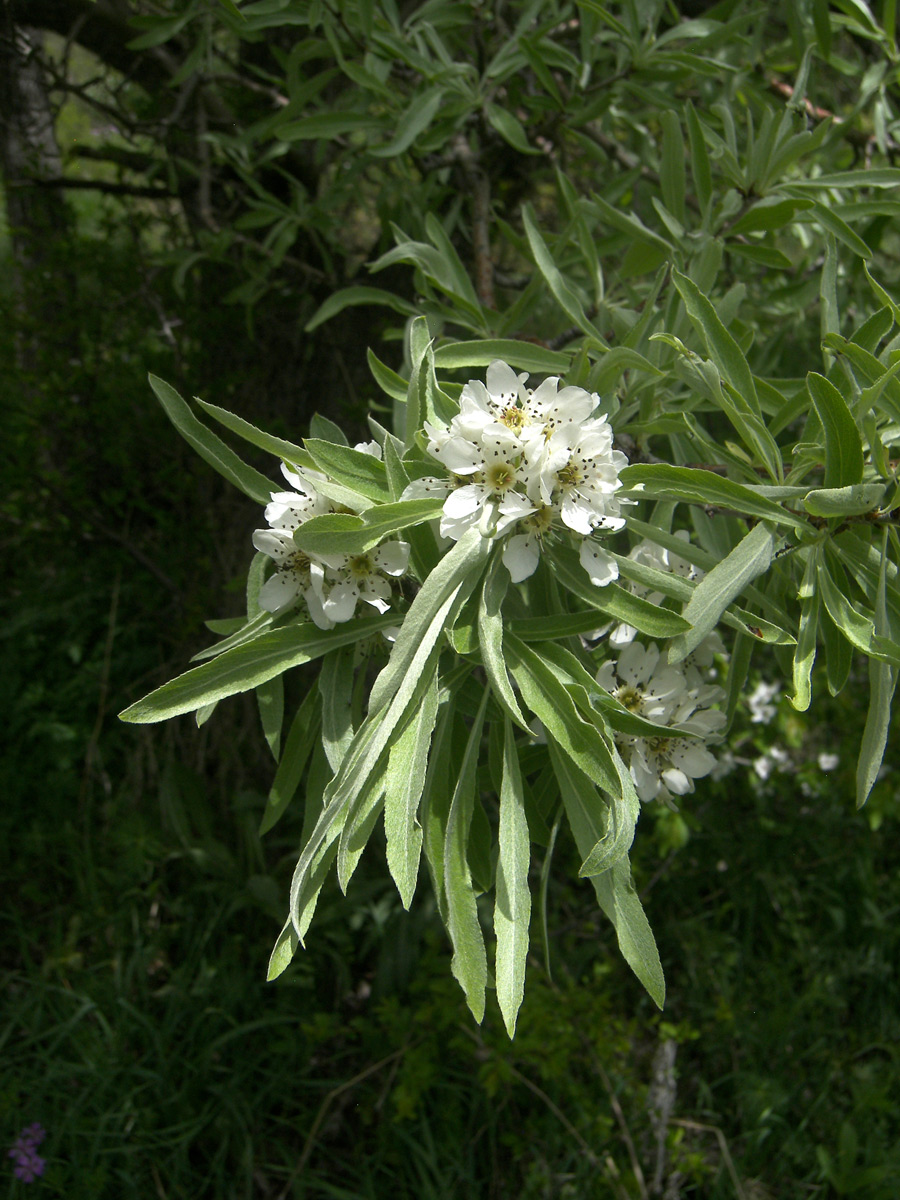 Image of Pyrus hajastana specimen.