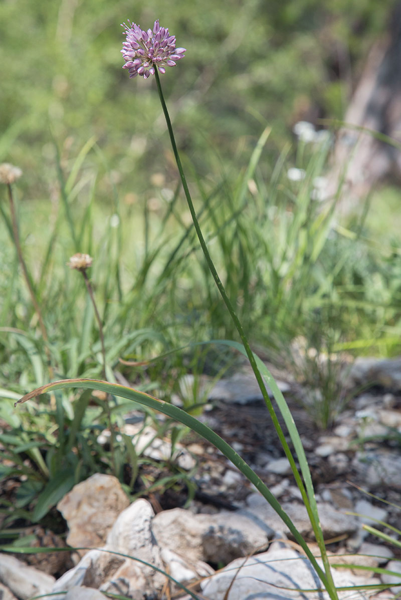 Image of genus Allium specimen.