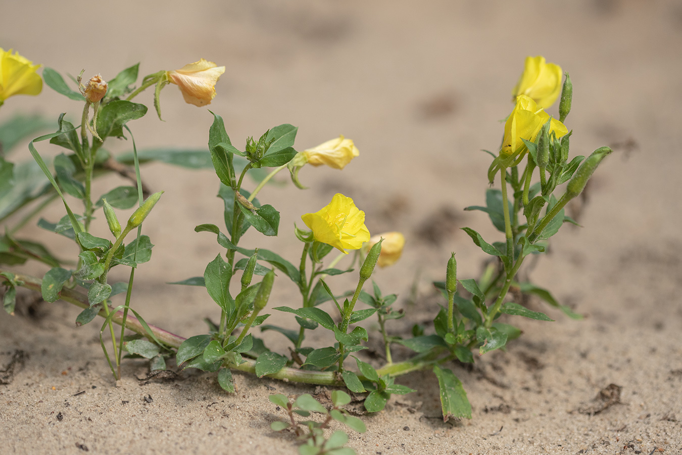 Изображение особи Oenothera biennis.