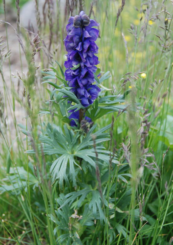 Изображение особи род Aconitum.