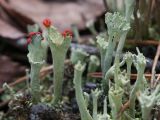 Cladonia deformis