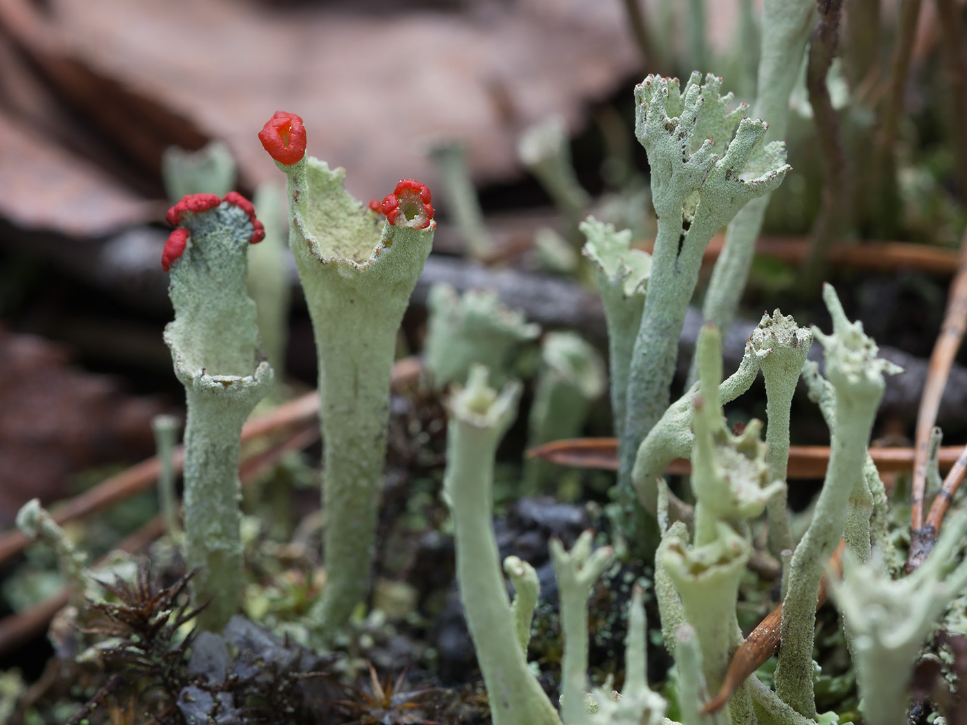 Изображение особи Cladonia deformis.