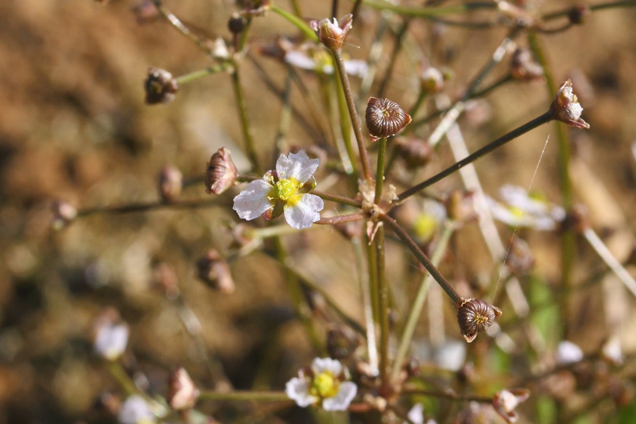 Изображение особи Alisma gramineum.