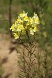 Linaria vulgaris. Верхушка цветущего растения. Карельский перешеек, окр. Сертолово, на просеке газопровода. 14.07.2019.