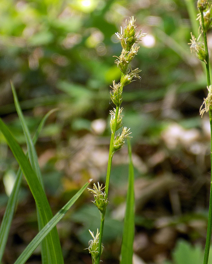 Изображение особи Carex divulsa.