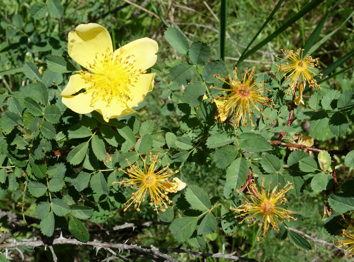 Изображение особи Rosa platyacantha.