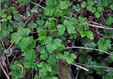 Rubus caesius