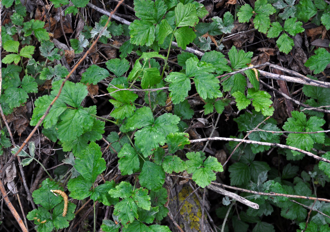 Изображение особи Rubus caesius.