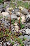 Saxifraga stelleriana