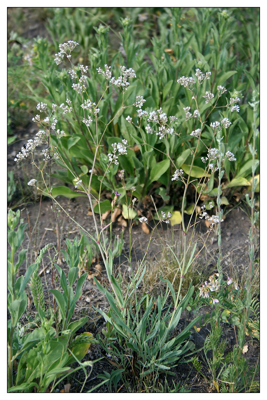 Изображение особи Gypsophila altissima.