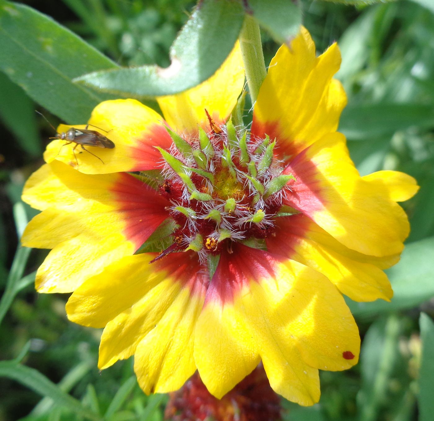 Image of Gaillardia &times; grandiflora specimen.