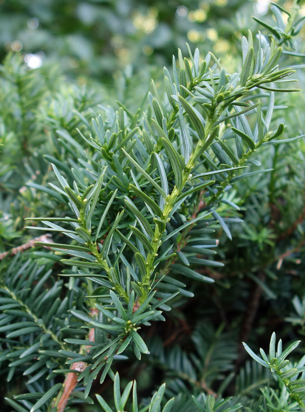 Image of Taxus cuspidata specimen.