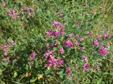 Lespedeza bicolor