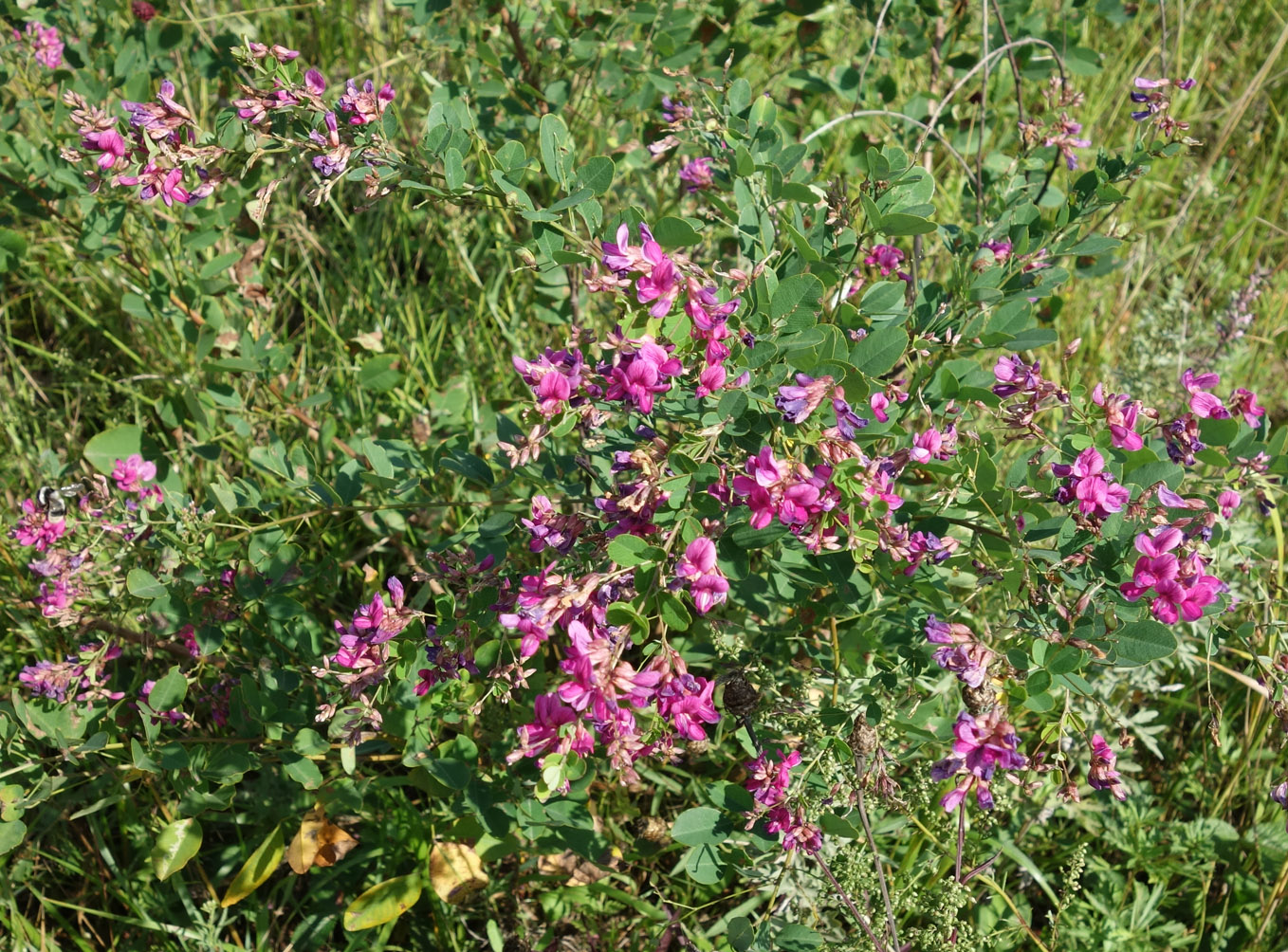 Image of Lespedeza bicolor specimen.