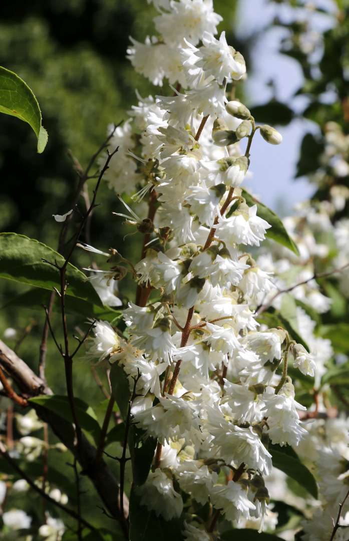 Image of Deutzia scabra var. candidissima specimen.