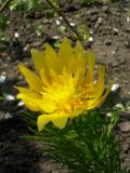 Adonis vernalis