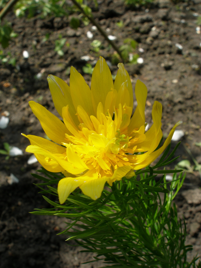 Изображение особи Adonis vernalis.