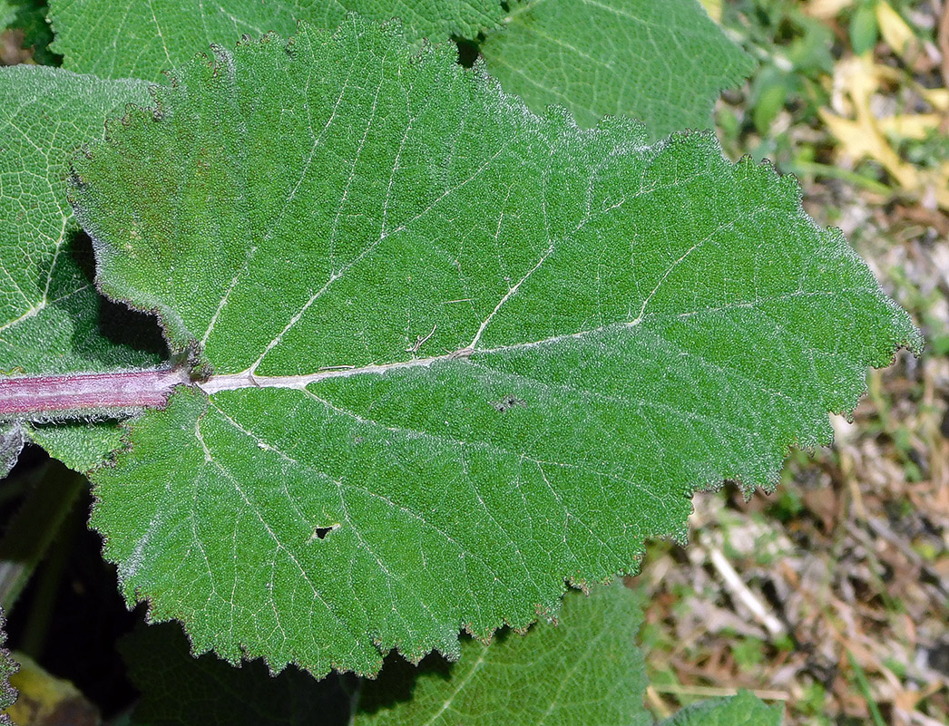 Image of Salvia sclarea specimen.