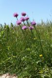 Allium schoenoprasum