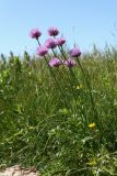 Allium schoenoprasum. Цветущее растение. Ленинградская обл., Ломоносовский р-н, окр. Шепелёвского маяка; п-ов Каравалдай, валунно-песчаный берег Финского залива, приморский луг с доминированием Juncus gerardii. 21.06.2020.